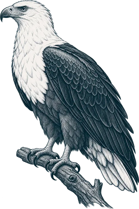 African fish eagle